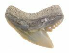 Fossil Tiger Shark Tooth - Florida #40293-1